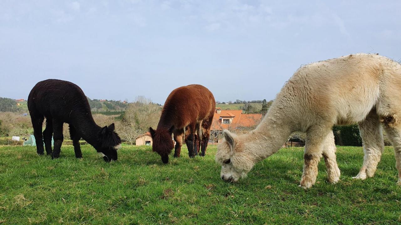 Hotel 3 Alpacas La Campa Exterior foto